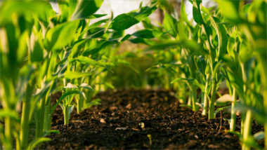 Agriculture Stocks in India: A Comprehensive Guide to Key Players