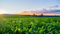 CCI Approves Coromandel’s ₹820 Crore Bid for Majority Stake in NACL Industries