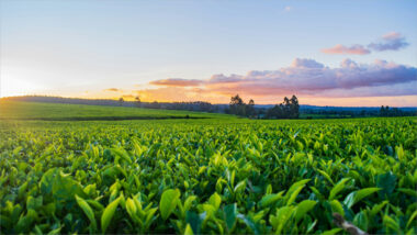 Deepak Fertilisers posts 43% y-o-y decline in Q3 net profit